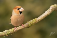 Dlask tlustozoby - Coccothraustes coccothraustes - Hawfinch 8319